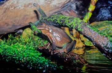Green and golden bell frog