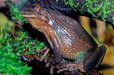 Green and golden bell frog