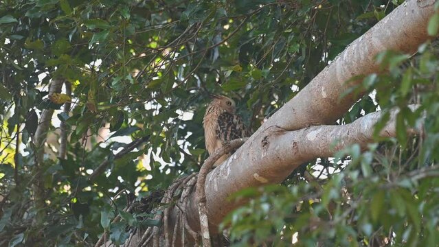 Looking to the left and then turns its head looking over its left shoulder then preens its right under wing, Buffy Fish Owl, Ketupa ketupu, Khao Yai National Park, Thailand.