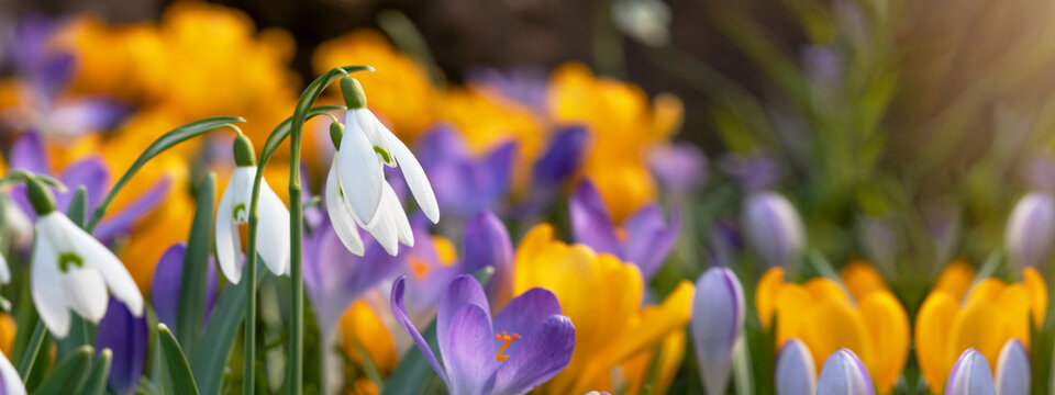 Beautiful colorful panorama of blooming spring meadow landscape, with snowdrop (Galanthus nivalis) and crocus (Crocus sieberi), illuminated by the morning sun