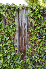 Efeu, Pflanzen, Zaun, Struktur.