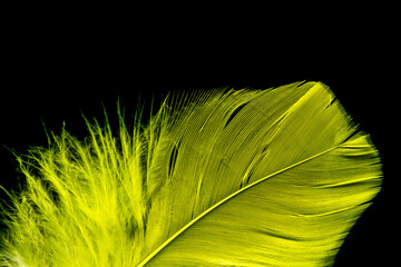 Dark yellow color trends feather texture background