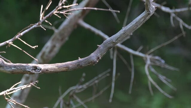 Seen from its back looking around then flies up to its nest as the camera slides to the right, Black-and-red Broadbill, Cymbirhynchus macrorhynchos, Kaeng Krachan National Park, Thailand.
