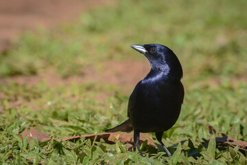 Tordo renegrido