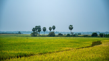 Western ghats and Borassus tree with rice fields in Gobichettipalayam, Tamil Nadu, India.