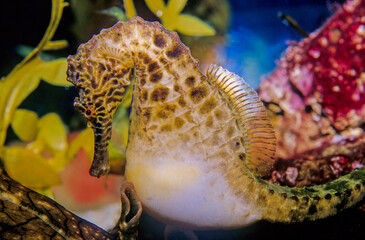 A seahorse also written sea-horse and sea horse is any of 46 species of small marine fish in the...