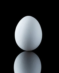 white chicken egg on black background