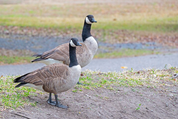 A pair of Canada Geese standing by a walkway in a public park.
