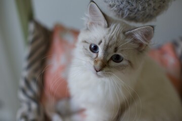 Cute Neva masquerade kitten with tappy mask coat