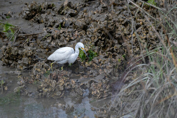 Snowy Egret foraging in a salt marsh at low tide.