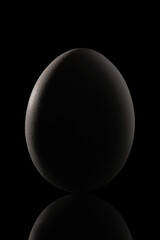 Chicken egg on dark background