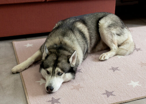 cute husky lies on the floor in the room