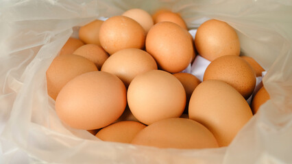 isolated chicken eggs on a white background