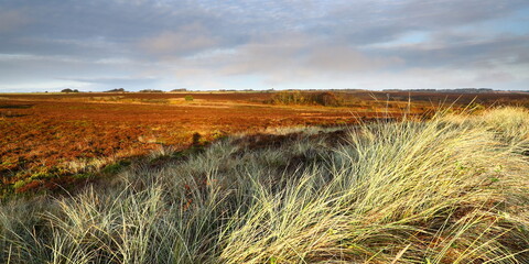 Heidelandschaft auf Insel Sylt