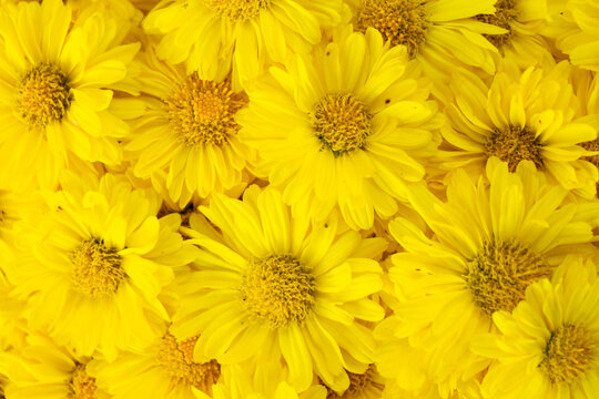Closed up of yellow color Chrysanthemum flower pattern background