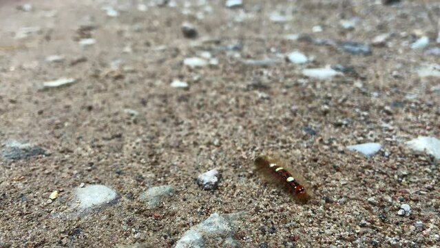 macro of a very cute caterpillar walkig on sand
