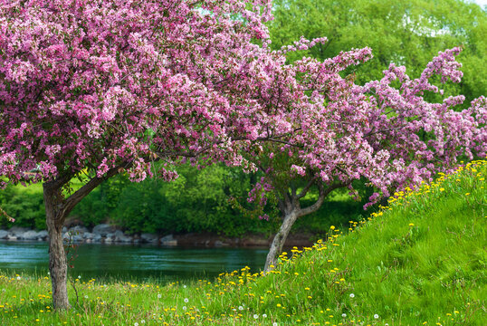 Crab apple trees in full bloom, pink blossoms, yellow dandelion flowers and green grass.