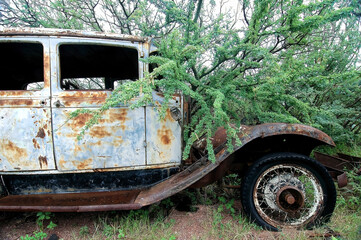 Auto antiguo y oxidado abandonado cubierto en parte por ramas de un bosque cercano.