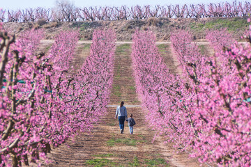Aitona, Catalonia, Spain - February 28, 2022: Mother and daugther through rows of peaches blooming in spring in Lleida. There are many fields of pink flowers in Aitona, Alcarras and Torres de Segre.