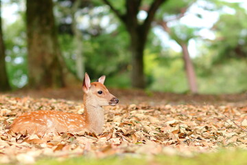 奈良公園の子鹿