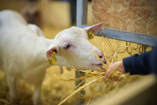 Alpine Breed Goat At The Agricultural Show