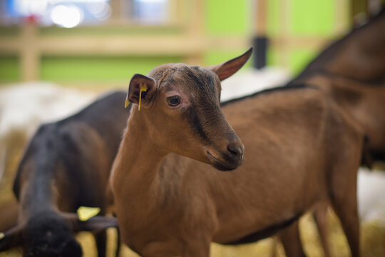 Alpine Breed Goat At The Agricultural Show