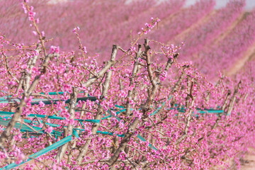 Aitona, Catalonia, Spain - February 28, 2022: Rows of peaches blooming in spring in Lleida. There are many fields of pink flowers in Aitona, Alcarras and Torres de Segre.