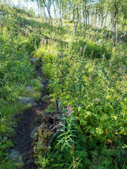 Path in beatiful northern landscape artic landscape, tundra in Swedish Lapland with green hills, meadow, flowers and birch trees at Padjelantaleden hiking trail. Summer day, blue sky, white clouds