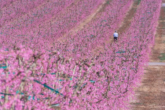 Aitona, Catalonia, Spain - February 28, 2022: Rows of peaches blooming in spring in Lleida. There are many fields of pink flowers in Aitona, Alcarras and Torres de Segre.
