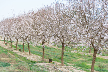 Aitona, Catalonia, Spain - February 28, 2022: Rows of almond blooming in spring in Lleida. There are many fields of white flowers in Aitona, Alcarras and Torres de Segre.