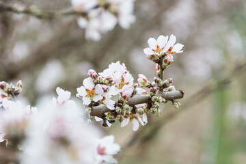 Aitona, Catalonia, Spain - February 28, 2022: With flowers of almond tree blooming in spring in Lleida. There are many fields of flowers in Aitona, Alcarras and Torres de Segre.