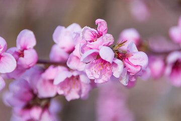 Aitona, Catalonia, Spain - February 28, 2022: Pink flowers of peach tree blooming in spring in Lleida. There are many fields of pink flowers in Aitona, Alcarras and Torres de Segre.