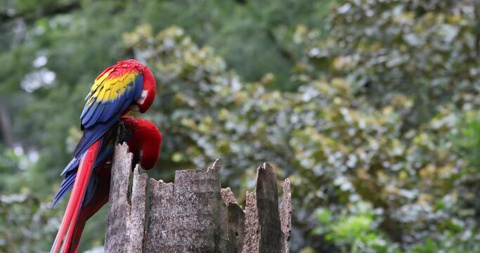 Scarlet macaw (Ara macao), couple sitting at the entrance to their nest in the hollow of a tree trunk. Quepos, Wildlife and birdwatching in Costa Rica.