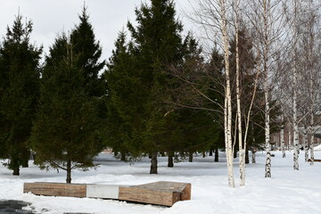 Fototapeta na wymiar Zaryadye park in Moscow. Benches made of solid wood. Big green fir trees in the park.