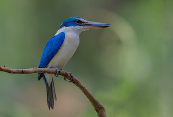 beautiful blue and white bird in nature . Collared Kingfisher