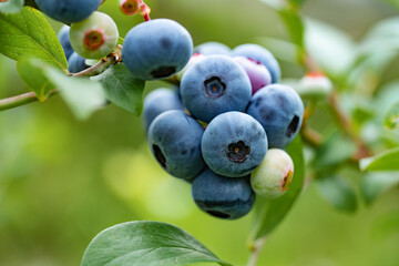 blueberry you pick farm in rural area in Japan