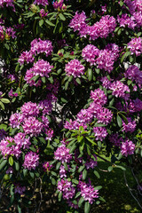 Flowering bush Rhododendron 'Roseum Elegans' (hybrid catawbiense) in landscape city park 