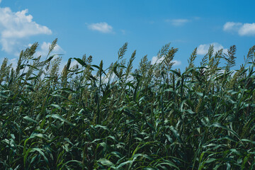 sorghum field for cow feed in summer