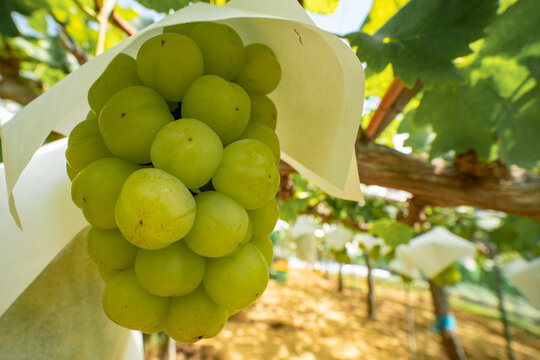 shine grapes on grapevine in farm 