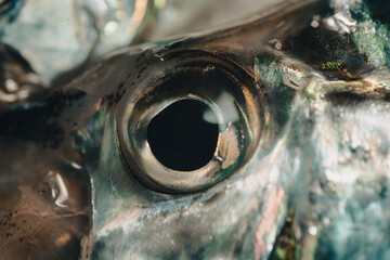 natural design of fish skin close up