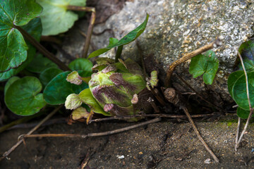 庭に顔出すフキノトウ