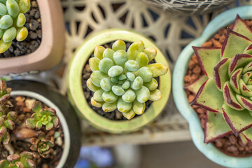 Miniature succulent plants (succulent cactus) at the garden