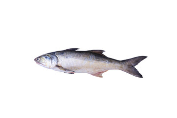 Fresh fourfinger threadfin or white Indian salmon fish isolated on white background with clipping path..
