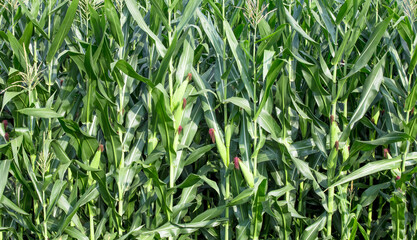 Fototapeta premium Cornfield closeup with ears of green corn.