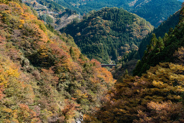 fall leaves on a mountain in Japan
