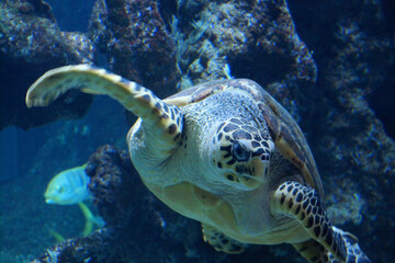 Obraz premium Vue sous marine d'une tortue de mer