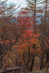 fall leaves on a mountain in Japan