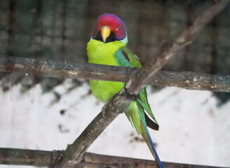 red head green parrot Is sitting on a tree branch. With blurred background