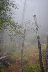 Dead tree in a foggy woods