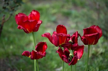 Fades red tulips in spring on green background